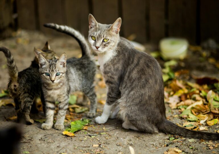 Căsuțe gratuite pentru pisicile străzii. Autoritățile relansează un proiect de iarnă pentru animalele comunitare
