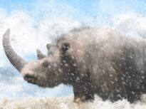 Lumea de sub gheața care se topește: A fost găsit cel mai lung corn de rinocer lânos