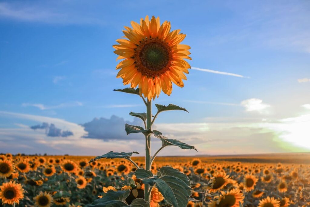 Creșterea toleranței plantelor la stres abiotic prin aplicarea borului și ortosilicatului