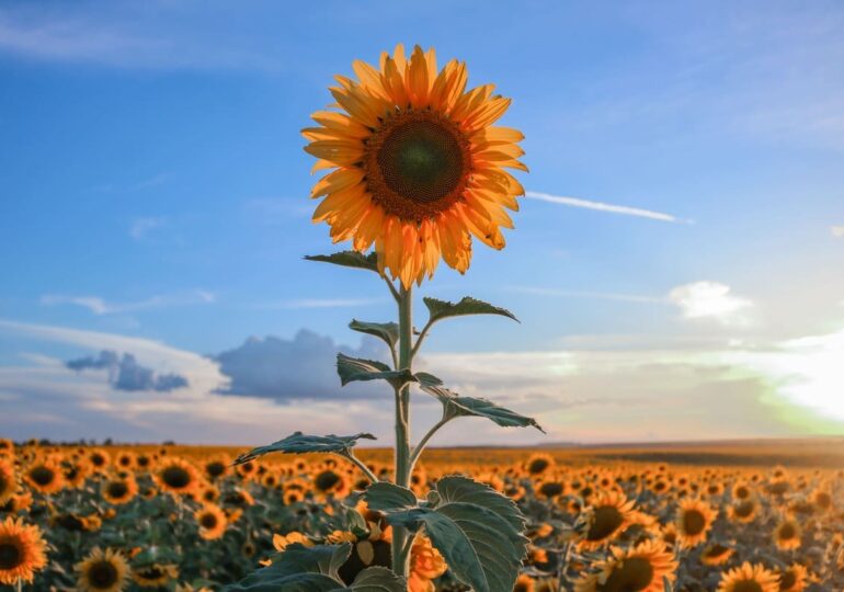 Creșterea toleranței plantelor la stres abiotic prin aplicarea borului și ortosilicatului