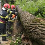 Ți-a căzut copacul pe mașină? Ce, când și cum primești, în funcție de sectorul în care ai pățit-o