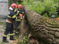 Ți-a căzut copacul pe mașină? Ce, când și cum primești, în funcție de sectorul în care ai pățit-o