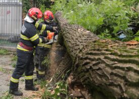 Ți-a căzut copacul pe mașină? Ce, când și cum primești, în funcție de sectorul în care ai pățit-o