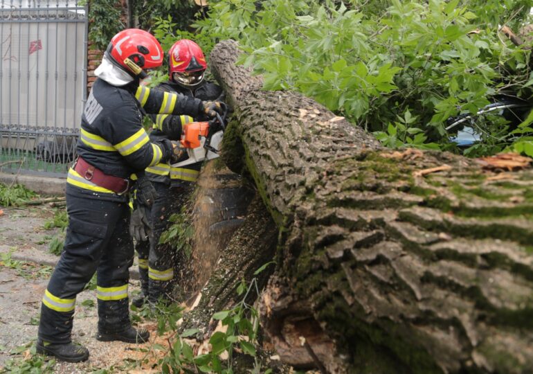 Ți-a căzut copacul pe mașină? Ce, când și cum primești, în funcție de sectorul în care ai pățit-o
