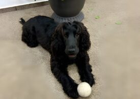 Cățelușa Katya scoate oamenii în stradă: Protest la Biroul pentru Protecția Animalelor București