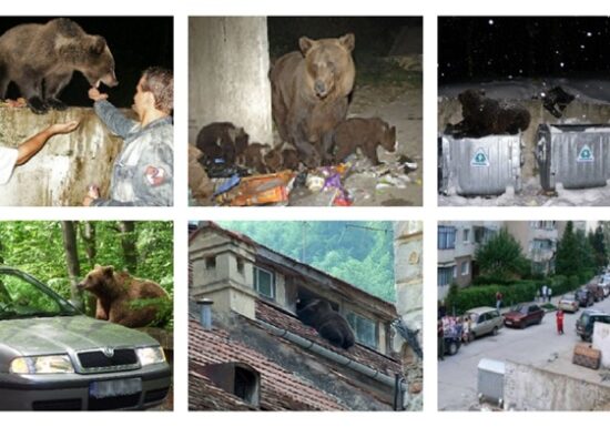 Urși habituați - Fundamentarea necesității unei definiții oficiale și a cadrului tehnic de intervenție și reglementare