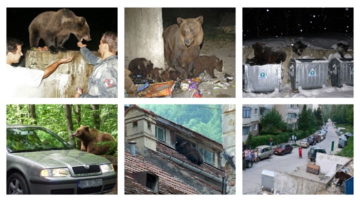 Urși habituați - Fundamentarea necesității unei definiții oficiale și a cadrului tehnic de intervenție și reglementare