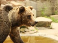 Deputații au decis: până la 1.000 de urși din pădurile României pot fi uciși anul acesta