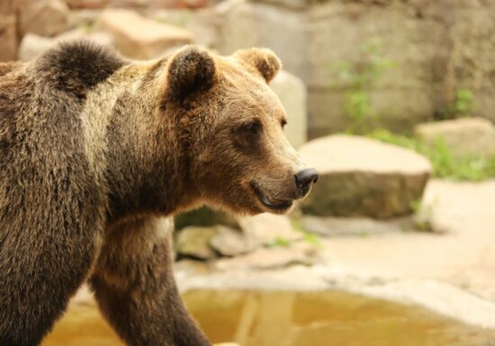 Un bărbat a fost atacat de un urs într-o toaletă publică din Japonia