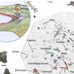 Fosila unei creaturi misterioase, jumătate șopârlă, jumătate șarpe, a fost descoperită în Europa