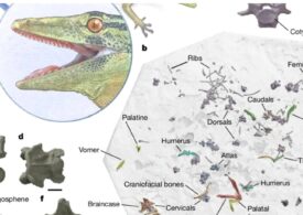 Fosila unei creaturi misterioase, jumătate șopârlă, jumătate șarpe, a fost descoperită în Europa