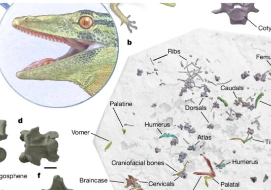 Fosila unei creaturi misterioase, jumătate șopârlă, jumătate șarpe, a fost descoperită în Europa