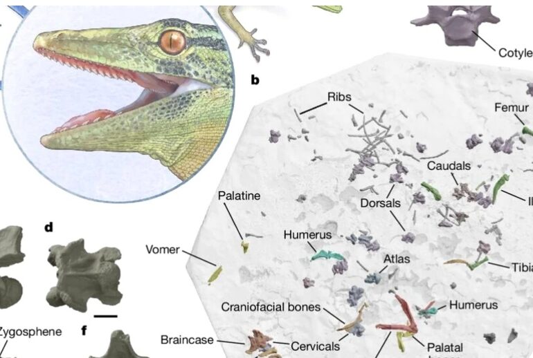 Fosila unei creaturi misterioase, jumătate șopârlă, jumătate șarpe, a fost descoperită în Europa