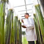 Comisia Europeană propune înlocuirea combustibililor fosili cu … copaci