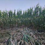 Evaluarea mărimii populației de urs brun în România: peste 10.400 de exemplare estimate în 2025