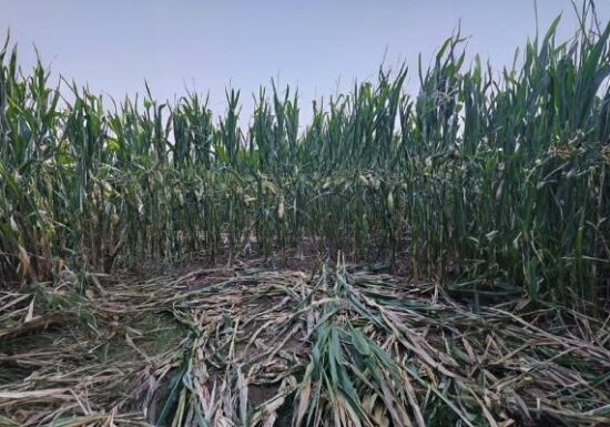 Evaluarea mărimii populației de urs brun în România: peste 10.400 de exemplare estimate în 2025