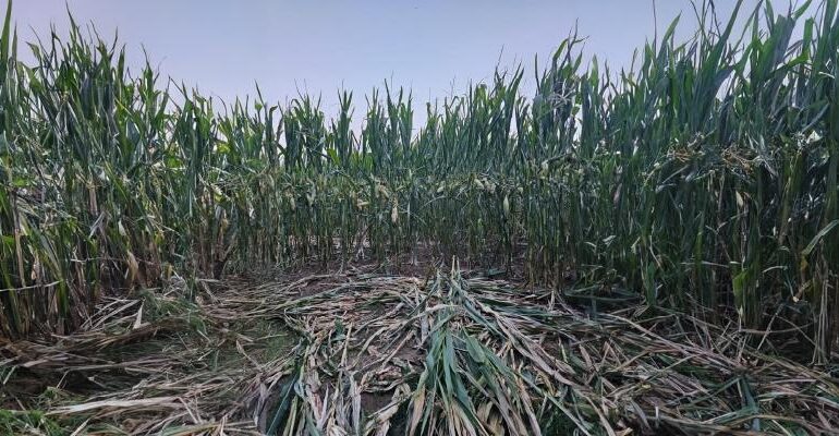 Evaluarea mărimii populației de urs brun în România: peste 10.400 de exemplare estimate în 2025