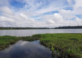 Fenomen dezastruos în pădurea amazoniană: Temperaturi fără precedent în apele lacurilor