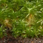 Planta care a supraviețuit 9 luni în afara ISS. Ar putea fi punctul de plecare pentru construirea ecosistemelor în spațiu