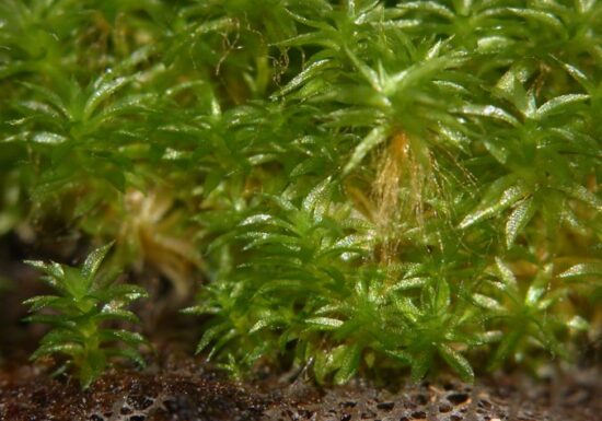 Planta care a supraviețuit 9 luni în afara ISS. Ar putea fi punctul de plecare pentru construirea ecosistemelor în spațiu