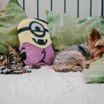 Ajută muzica animalele să fie mai calme? Ce spun studiile