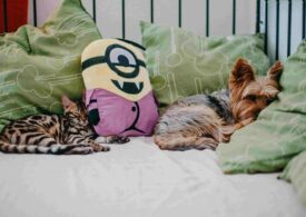 Ajută muzica animalele să fie mai calme? Ce spun studiile