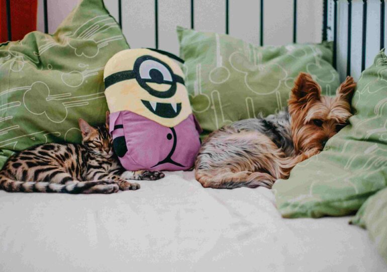 Ajută muzica animalele să fie mai calme? Ce spun studiile