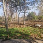 Ce se întâmplă cu cel mai tânăr parc din București: pierde primăria terenul, înainte să înceapă lucrările?