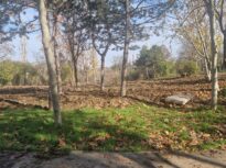 Ce se întâmplă cu cel mai tânăr parc din București: pierde primăria terenul, înainte să înceapă lucrările?