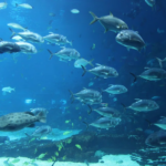 Fenomenul extraordinar observat de cercetători pe bombele naziste abandonate pe fundul mării