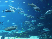 Fenomenul extraordinar observat de cercetători pe bombele naziste abandonate pe fundul mării