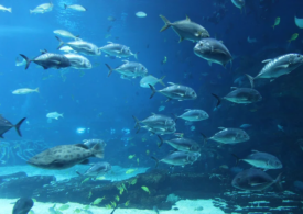 Fenomenul extraordinar observat de cercetători pe bombele naziste abandonate pe fundul mării