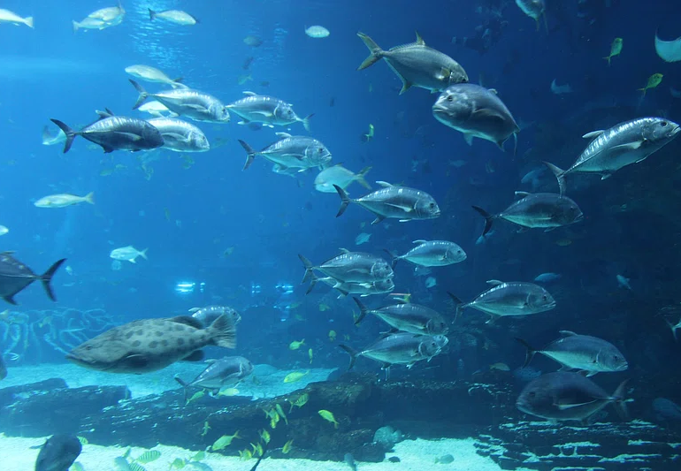 Fenomenul extraordinar observat de cercetători pe bombele naziste abandonate pe fundul mării