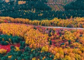 Anglia are mai mult galben, Japonia mai mult roșu. De ce își schimbă frunzele culoarea toamna?