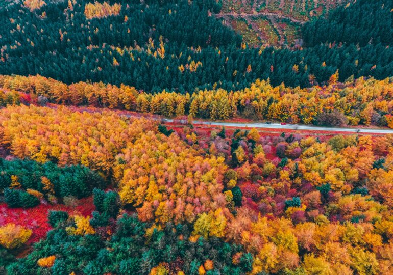 Misterul culorilor de toamnă: de ce își schimbă frunzele nuanța înainte de iarnă