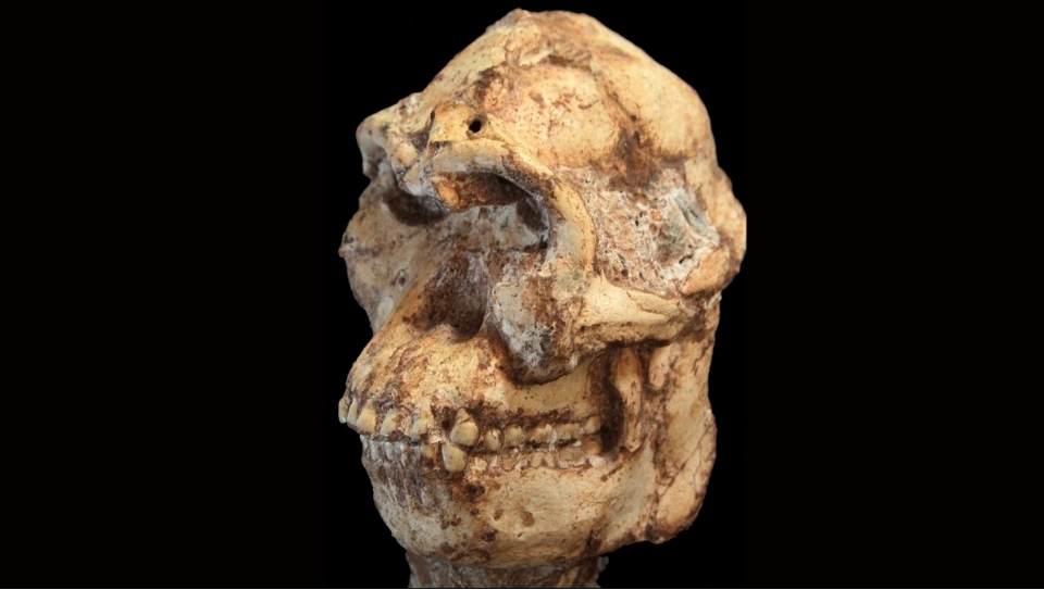 Una dintre cele mai cunoscute fosile pare să rescrie arborele nostru genealogic