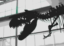 Putea T. rex să înoate? Descoperiri despre enigmatica creatură