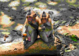 Suntem ”mai monogami” decât alte mamifere? Ai fi uimit!