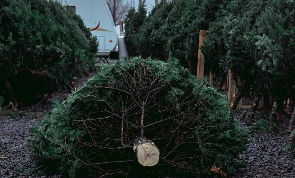De ce sunt brazii naturali de Crăciun o alegere mai bună pentru mediu decât cei de plastic