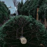 De ce sunt brazii naturali de Crăciun o alegere mai bună pentru mediu decât cei de plastic