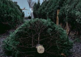 Sunt brazii naturali de Crăciun o alegere mai bună decât cei de plastic? Beneficiile neștiute ale brazilor adevărați