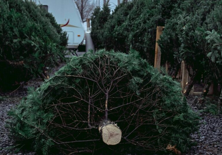 De ce sunt brazii naturali de Crăciun o alegere mai bună pentru mediu decât cei de plastic