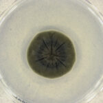 O formă de viață de la Cernobîl pare să fi dezvoltat o abilitate incredibilă