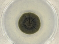 O formă de viață de la Cernobîl pare să fi dezvoltat o abilitate incredibilă