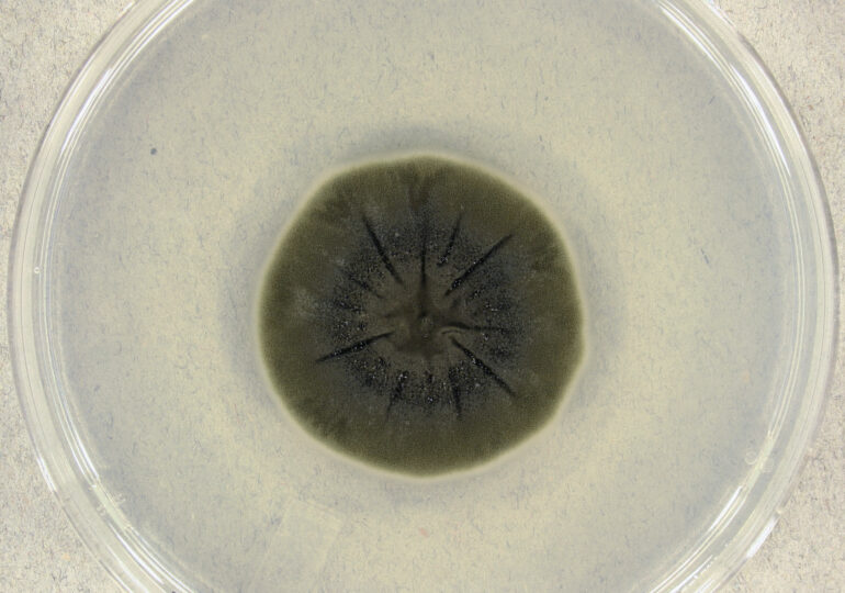 O formă de viață de la Cernobîl pare să fi dezvoltat o abilitate incredibilă