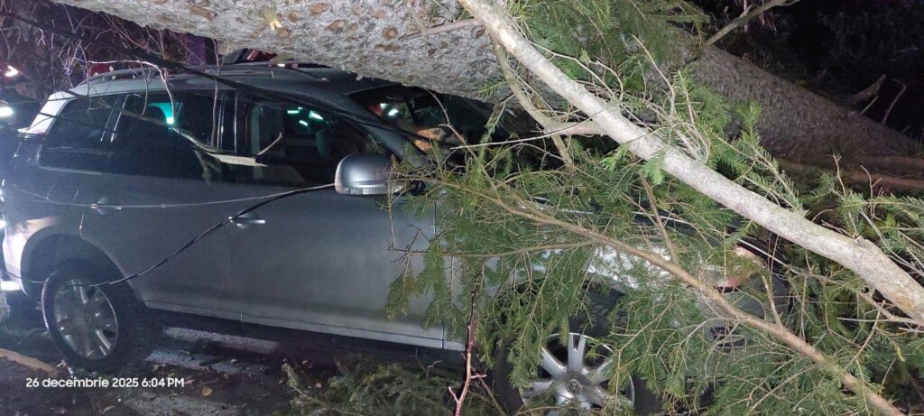 copaci cazuti Sinaia