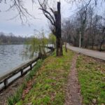 Lacul Herăstrău va fi golit. Rațele ajung pe Lacul Floreasca