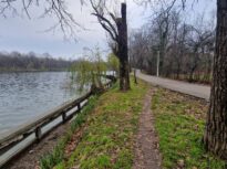 Lacul Herăstrău va fi golit. Rațele ajung pe Lacul Floreasca