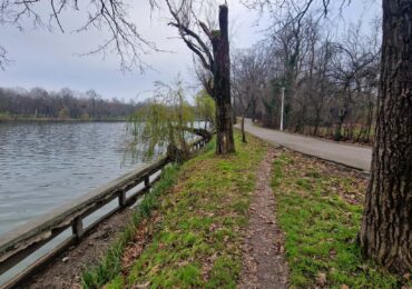 Lacul Herăstrău va fi golit. Rațele ajung pe Lacul Floreasca