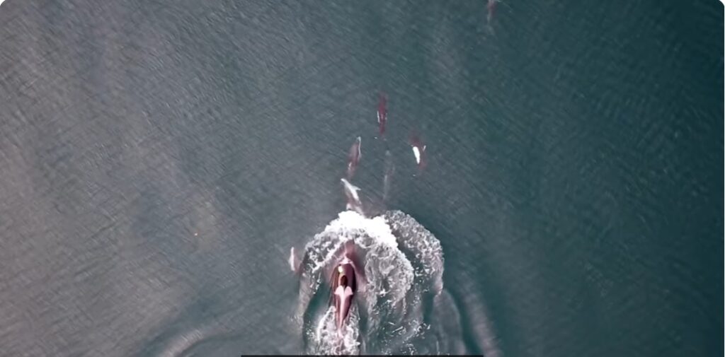 Imagini în premieră: Comportament complet neașteptat observat la balene și delfini. Ce fac împreună, ca o echipă bine sudată (Video)